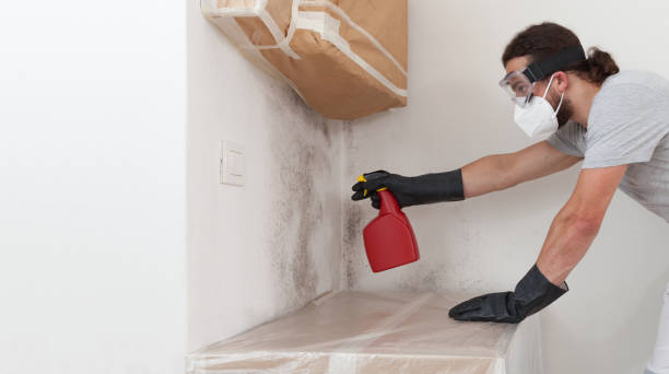 Professional Mold Cleanup technician working in Sudbury, MA