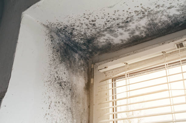 Affordable Mold Cleanup solutions in Sudbury, MA
